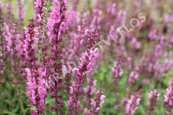 Šalvěj hajní 'Rosa Königin' - Salvia nemorosa 'Rosa Königin'