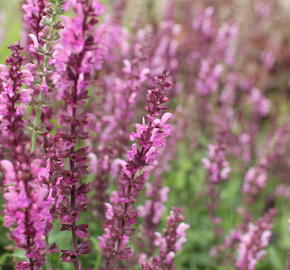 Šalvěj hajní 'Rosa Königin' - Salvia nemorosa 'Rosa Königin'