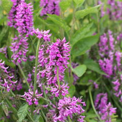 Čistec 'Summer Romance' - Stachys 'Summer Romance'