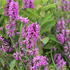 Stachys 'Summer Romance'.JPG