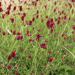 Krvavec toten 'Beetlewings' - Sanguisorba officinalis 'Beetlewings'