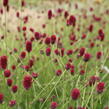 Krvavec toten 'Beetlewings' - Sanguisorba officinalis 'Beetlewings'