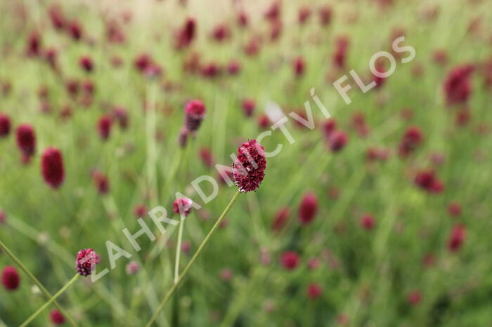 Krvavec toten 'Beetlewings' - Sanguisorba officinalis 'Beetlewings'