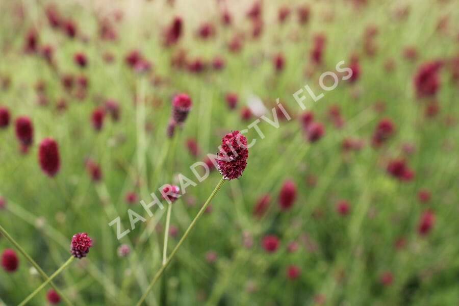 Krvavec toten 'Beetlewings' - Sanguisorba officinalis 'Beetlewings'