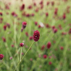 Krvavec toten 'Beetlewings' - Sanguisorba officinalis 'Beetlewings'