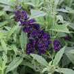 Motýlí keř, Komule Davidova 'Summer Bird Midnight Blue' - Buddleja davidii 'Summer Bird Midnight Blue'