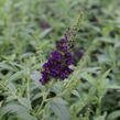 Motýlí keř, Komule Davidova 'Summer Bird Midnight Blue' - Buddleja davidii 'Summer Bird Midnight Blue'