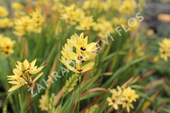 Ixia 'Yellow Emperor' - Ixia 'Yellow Emperor'