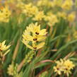 Ixia 'Yellow Emperor' - Ixia 'Yellow Emperor'