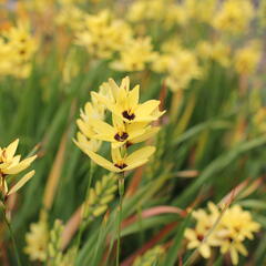 Ixia 'Yellow Emperor' - Ixia 'Yellow Emperor'