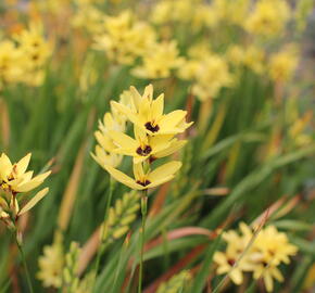 Ixia 'Yellow Emperor' - Ixia 'Yellow Emperor'