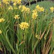 Ixia 'Yellow Emperor' - Ixia 'Yellow Emperor'