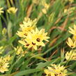 Ixia 'Yellow Emperor' - Ixia 'Yellow Emperor'