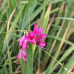 Ixia 'Mabel' - Ixia 'Mabel'