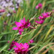 Ixia 'Mabel' - Ixia 'Mabel'