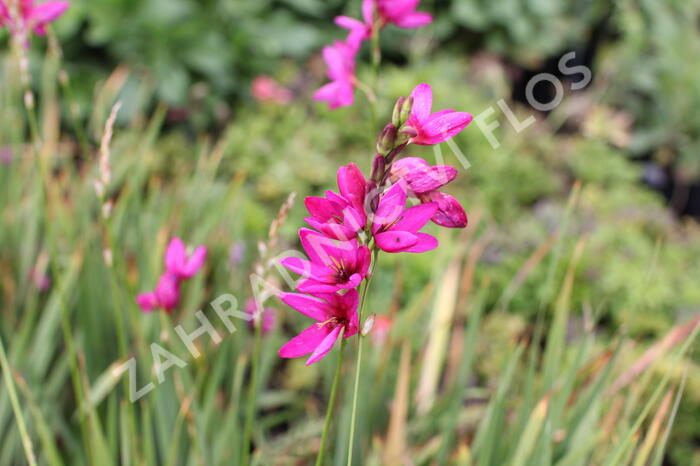 Ixia 'Mabel' - Ixia 'Mabel'