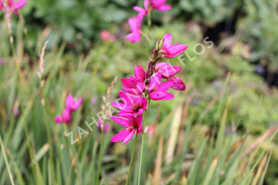 Ixia 'Mabel' - Ixia 'Mabel'