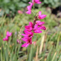 Ixia 'Mabel' - Ixia 'Mabel'