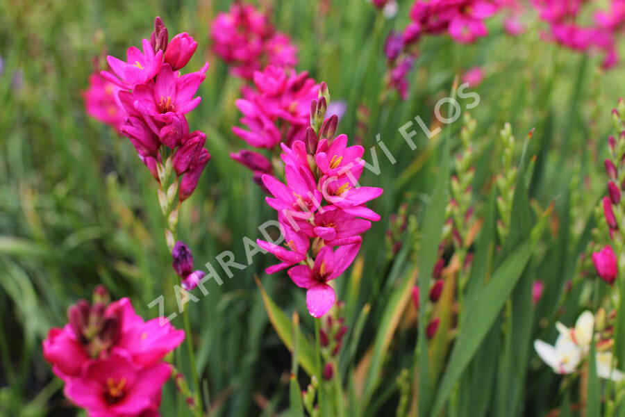 Ixia 'Venus' - Ixia 'Venus'