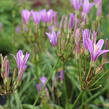 Brodiaea californica 'Babylon' - Brodiaea californica 'Babylon'