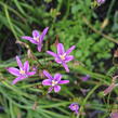 Brodiaea californica 'Babylon' - Brodiaea californica 'Babylon'