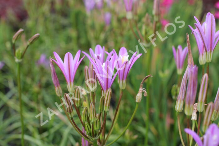 Brodiaea californica 'Babylon' - Brodiaea californica 'Babylon'