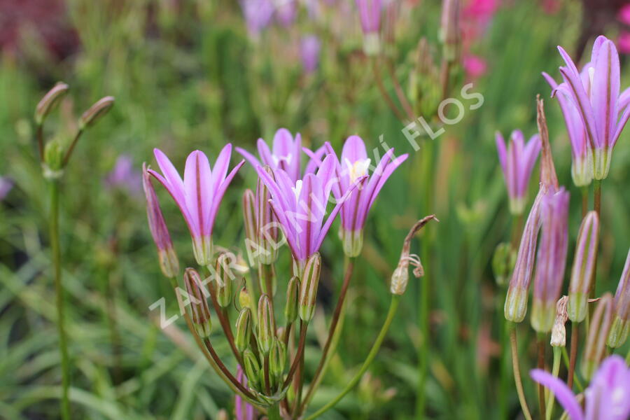 Brodiaea californica 'Babylon' - Brodiaea californica 'Babylon'