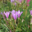 Brodiaea californica 'Babylon' - Brodiaea californica 'Babylon'