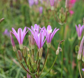 Brodiaea californica 'Babylon' - Brodiaea californica 'Babylon'