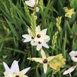 Ixia 'Giant' - Ixia 'Giant'