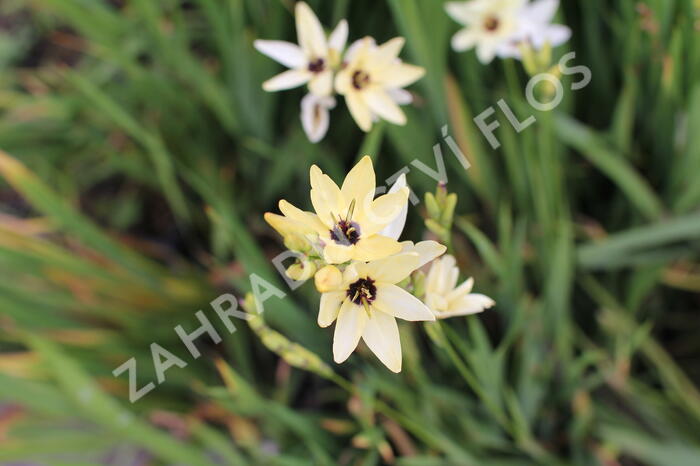 Ixia 'Giant' - Ixia 'Giant'