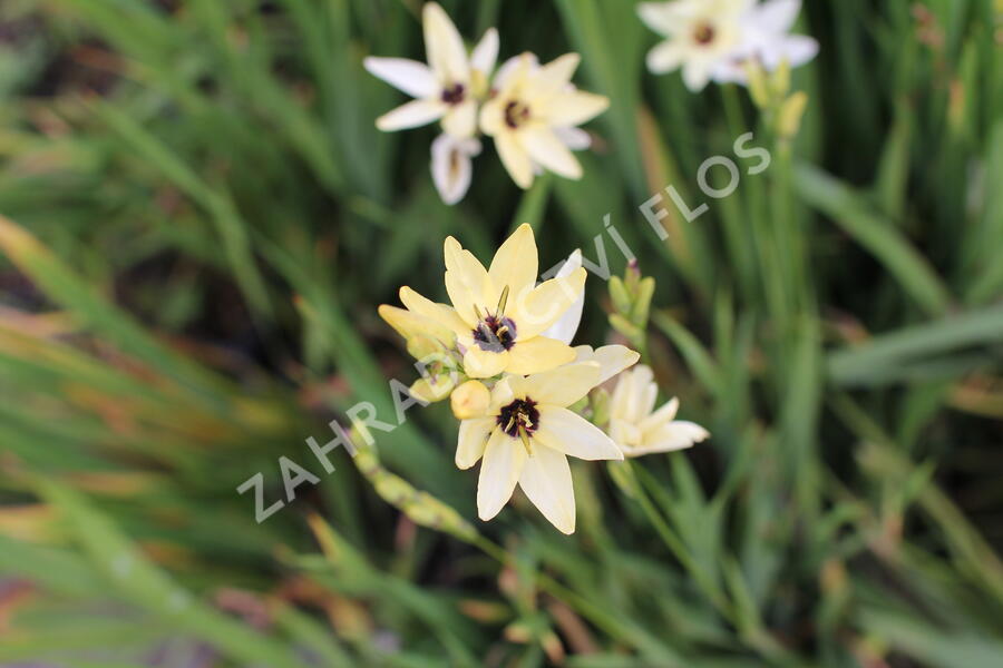 Ixia 'Giant' - Ixia 'Giant'