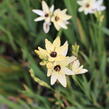 Ixia 'Giant' - Ixia 'Giant'