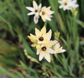 Ixia 'Giant' - Ixia 'Giant'