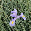 Kosatec 'Claire's Delight' - Iris hollandica 'Claire's Delight'