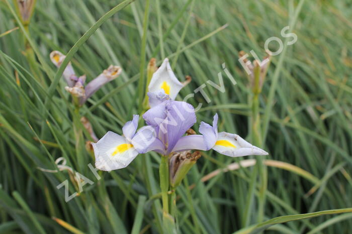 Kosatec 'Claire's Delight' - Iris hollandica 'Claire's Delight'