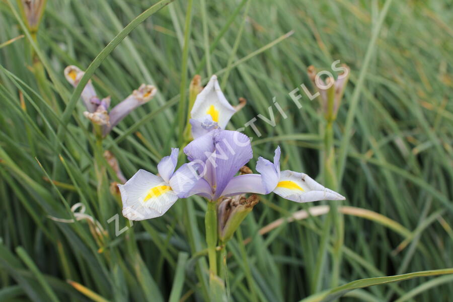 Kosatec 'Claire's Delight' - Iris hollandica 'Claire's Delight'