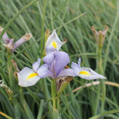 Kosatec 'Claire's Delight' - Iris hollandica 'Claire's Delight'