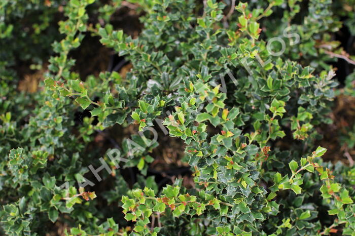 Dřišťál Darwinův 'Compact' - Berberis darwinii 'Compact'