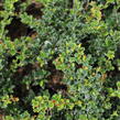 Dřišťál Darwinův 'Compact' - Berberis darwinii 'Compact'