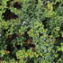 Berberis darwinii 'Compact'.JPG