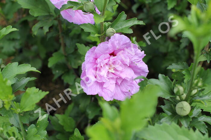 Ibišek syrský 'Lavender Chiffon' - Hibiscus syriacus 'Lavender Chiffon'