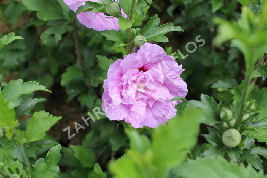 Ibišek syrský 'Lavender Chiffon' - Hibiscus syriacus 'Lavender Chiffon'