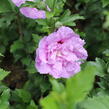 Ibišek syrský 'Lavender Chiffon' - Hibiscus syriacus 'Lavender Chiffon'