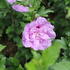 Hibiscus syriacus 'Lavender Chiffon'.JPG