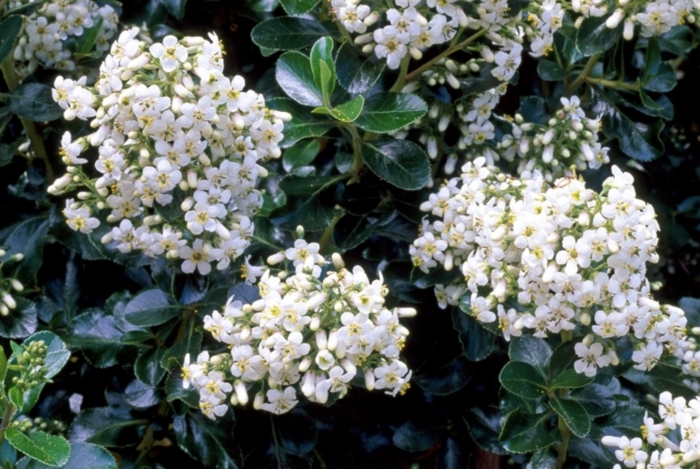 Zábluda 'Iveyi' - Escallonia 'Iveyi'