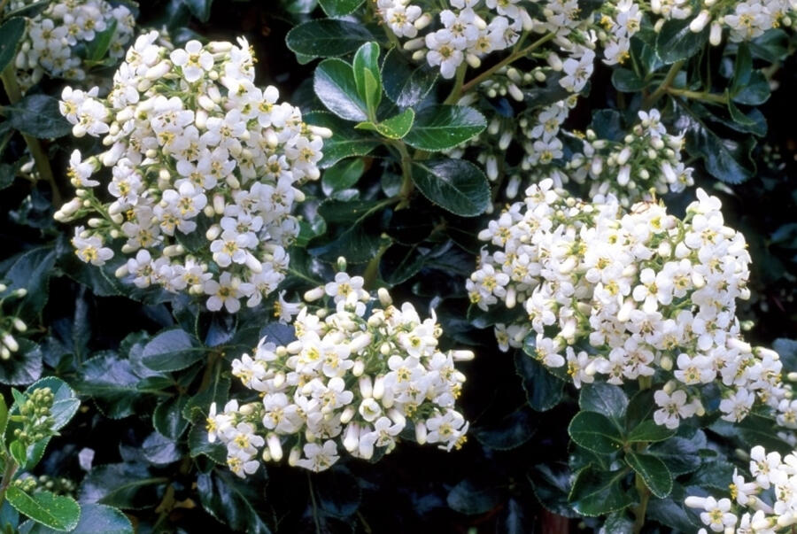 Zábluda 'Iveyi' - Escallonia 'Iveyi'