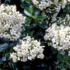 Escallonia 'Iveyi'.png