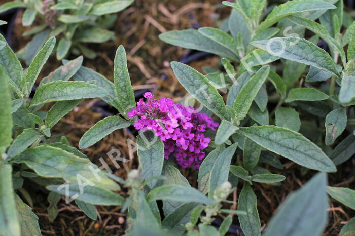 Motýlí keř, Komule Davidova 'Summer Bird Rose' - Buddleja davidii 'Summer Bird Rose'