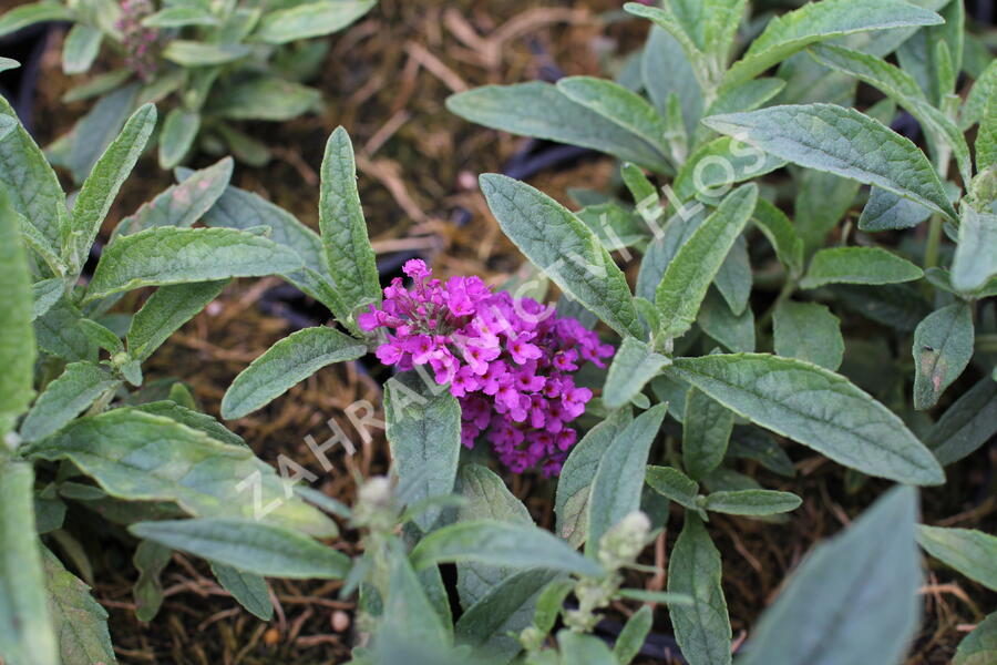 Motýlí keř, Komule Davidova 'Summer Bird Rose' - Buddleja davidii 'Summer Bird Rose'